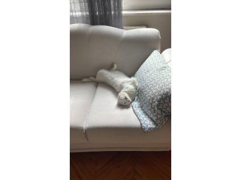 4 yaşındaki scottish fold patimi sahiplendirmek zorundayım