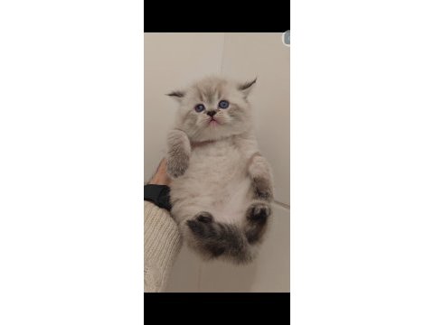British longhair kedimiz için ulaşın