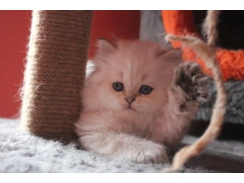 6 kardeş british longhair yavrular yeni ailelerini arıyor
