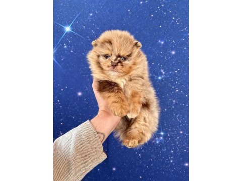 Pomeranian mavi gözlü ayıcık