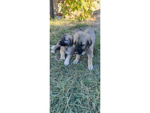 Safkan kangal yavruları