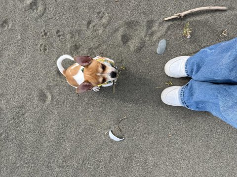 Chihuahua çok sevimli