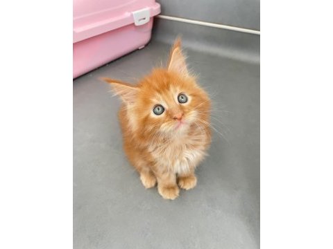 Mainecoon secereli faturalı show class red erkek 1 aylık