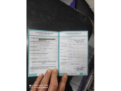 8 aylık karnesi var çipi takılı tilki surat pomeranian