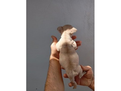 Lilac fawn french bulldog yavrularımız