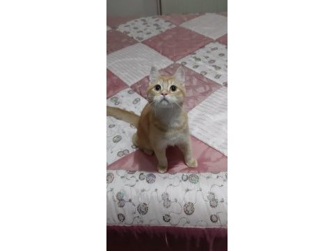 British shorthair evcilmen oğlumuz