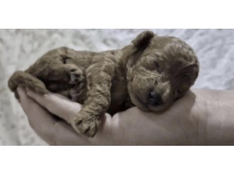 Toy poodle cins
