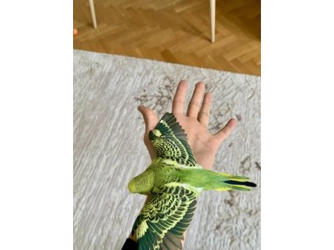 Öğretmenden evde beslenen bakımlı muhabbet kuşları