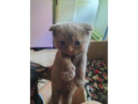 İki renk kahverengi beyaz mavi göz scottish fold yavrular