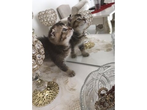 Safkan scottish fold