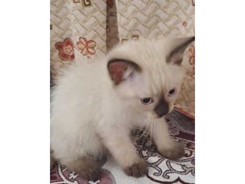 3 aylık british kedimiz 2 dişi 2 erkek