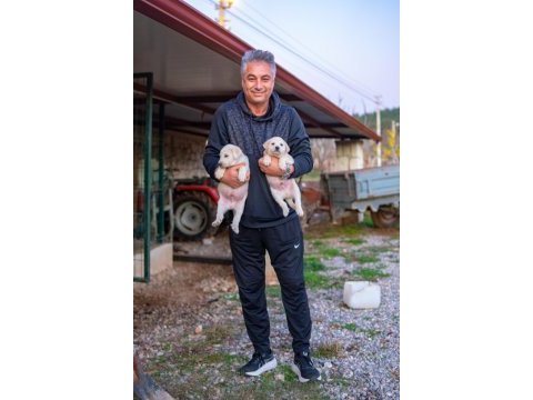 Safkan akbaş yavruları