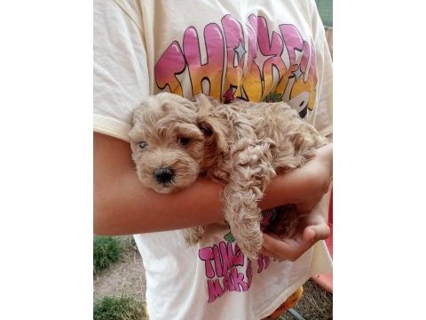 Poodle gibi sevimli maltipoo bebeklerimiz