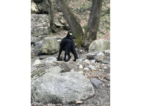 3 yaşında solid black alman çoban köpeği