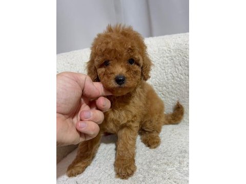 Gerçek tea cup teddy red brown poodle bebekler