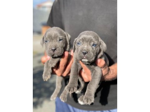 Cane corso blue ve black