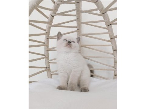 Safkan eşsiz güzellikte british longhair yavrularım