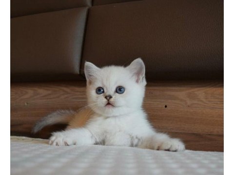 Mavi gözlü ve yeşil gözlü british shorthair