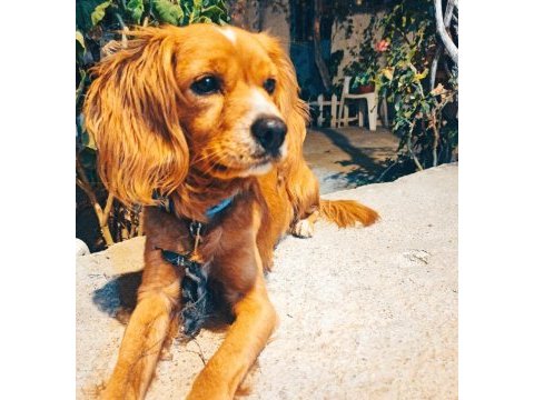 Sevimli köpeğimiz kuki yuva arıyor!
