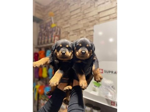 Rottweiler yavrular nasıl