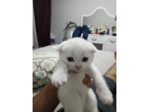 2 aylık iki kardeş scottish fold yeni yuvasını arıyor