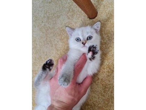 British longhair bebekler