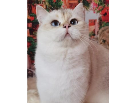 British longhair ve shorthair yavrular