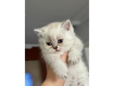 Şirinim şirin british shorthair bebekler teslime hazır