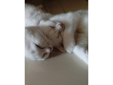 Beyaz scottish fold kedisi