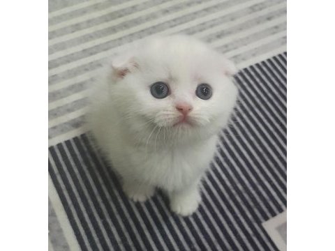 Scottish fold yavru dişi