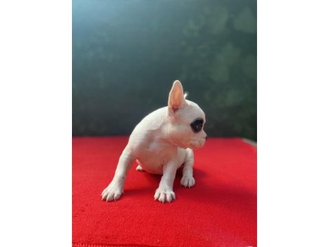 French bulldog yavrularımız yeni ailesini bekliyor