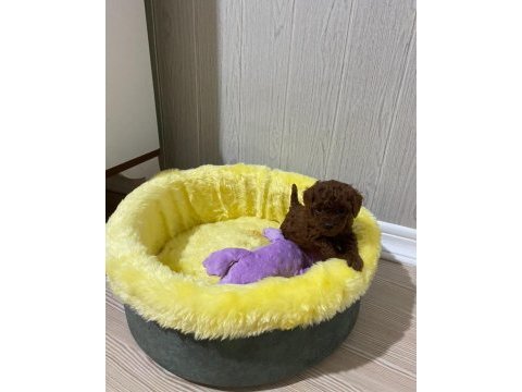 Toy poodle orijinal ev ortamında