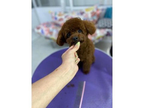 Kendi kızımın poodle bebekleri