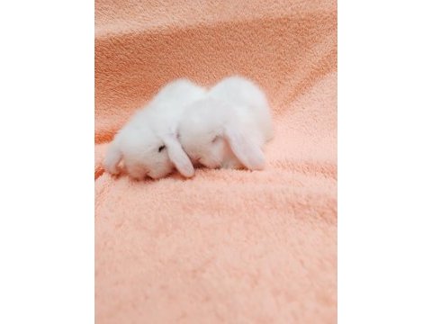 Hollanda teddy lop tavşanı