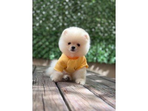 3 aylık erkek pomeranian ruby