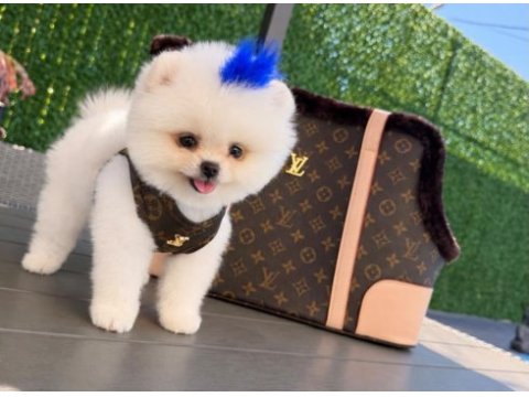 Orjinal pomeranian bebeğimiz mex