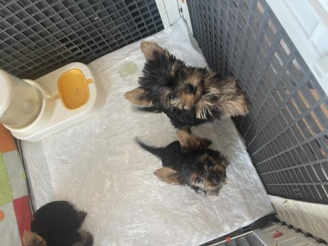 Safkan yorkshire terrier yavrular