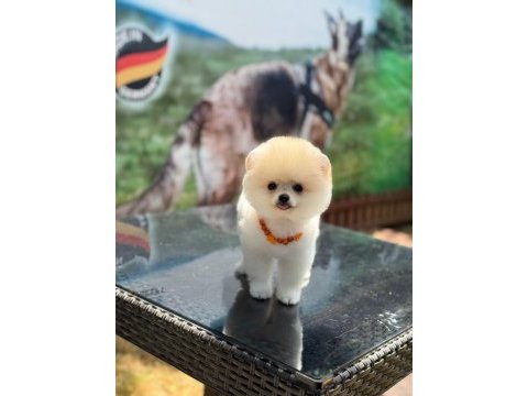 Ayıcık surat pomeranian