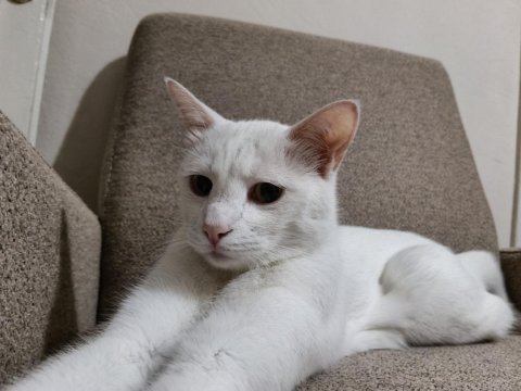 Ücretsiz sahiplendirme kedimiz leo erkek kısırlaştırılmış