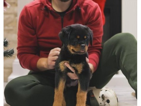 Izin belgeli üretim çiftliğinden rottweiler kapıda öde
