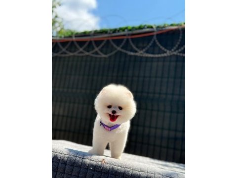 Enerjik oyun dostu pomeranian