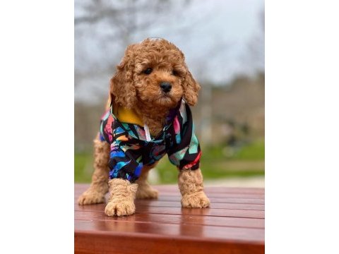 Aşılı ırk ve sağlık garantili toy poodle