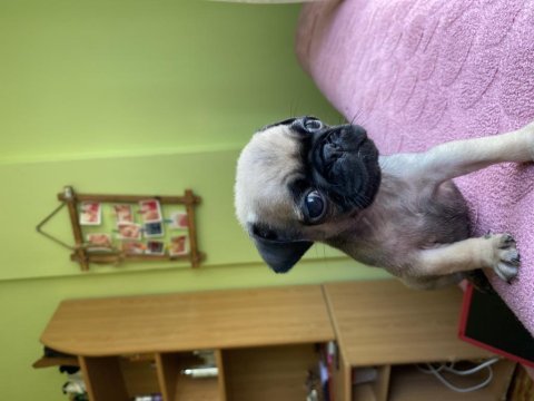 Sevimli yavru pug köpekler