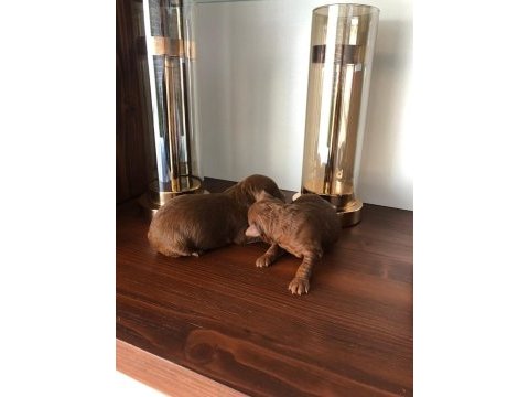 Anne altında toy boy red brown poodle sağlık ve ırk garanti