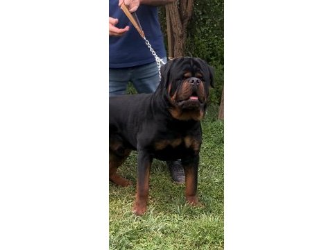 %100 safkan rottweiler yavrular