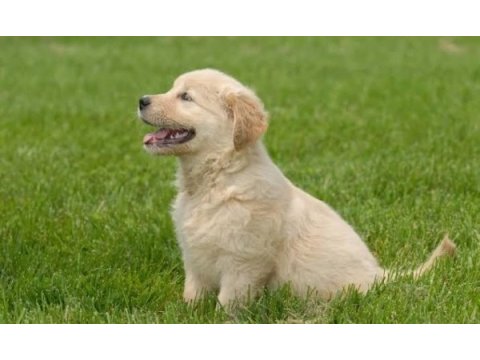 2 aylık şımarık golden retriever yavrularım