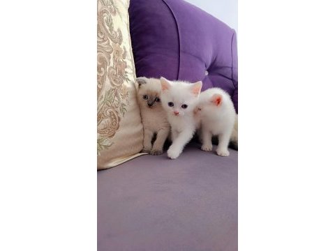 40 günlük scottish blue point ve british yavrular