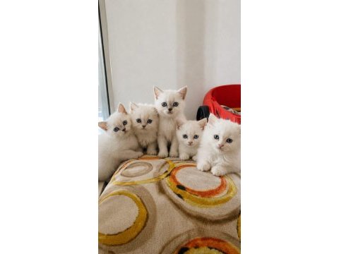 Her renk her cins kediler bakmadan geçme