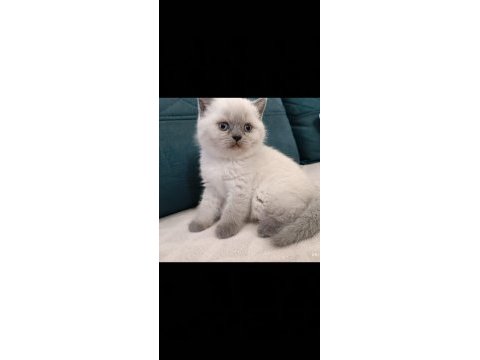 British shorthair blue point erkek yavrumuz