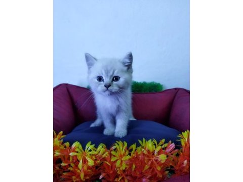 Beyaz british shorthair yavrularımız